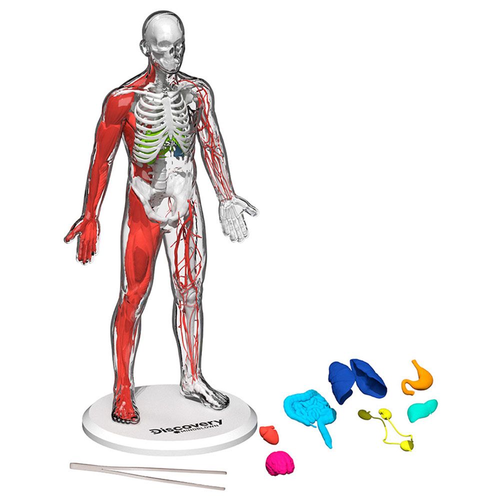 Discovery - Mindblown Human Anatomy Stem Toys Kit