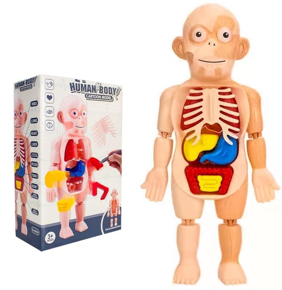 UKR - Human Body Parts Anatomy DIY Kit