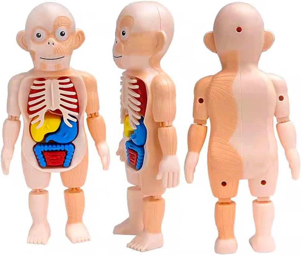 UKR - Human Body Parts Anatomy DIY Kit