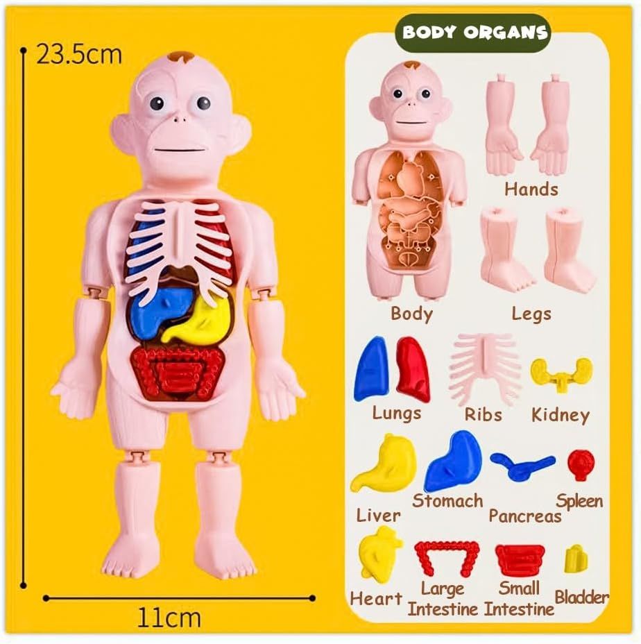 UKR - Human Body Parts Anatomy DIY Kit