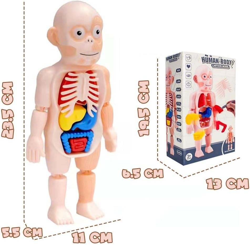 UKR - Human Body Parts Anatomy DIY Kit