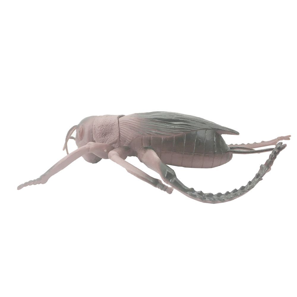 Galaxy Toys - Insect World Simulation Series Realistic Toy Beetle