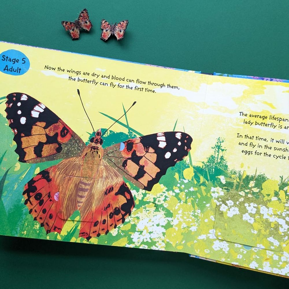 كتاب The Life Cycle Of Butterflies