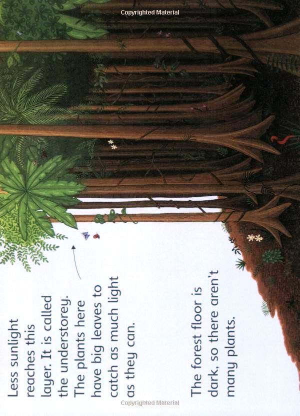 Usborne Books - Beginners: Rainforests