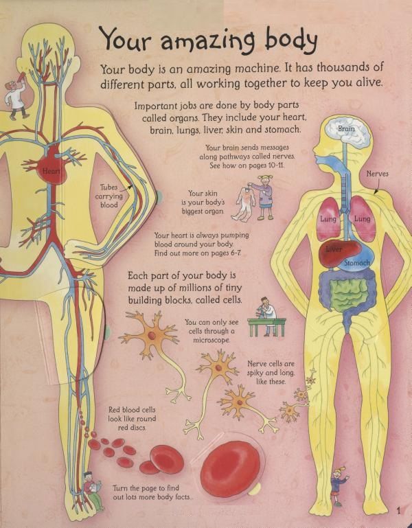 Usborne Books: Flap Book - See Inside Your Body