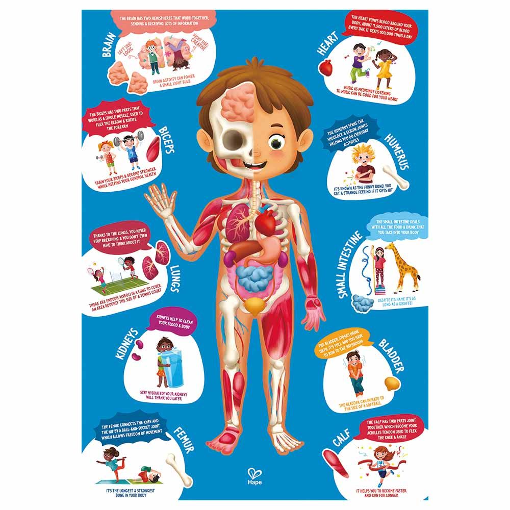 Hape - Human Body Jigsaw Puzzle 60pcs w/ 10pcs Wooden Body Parts