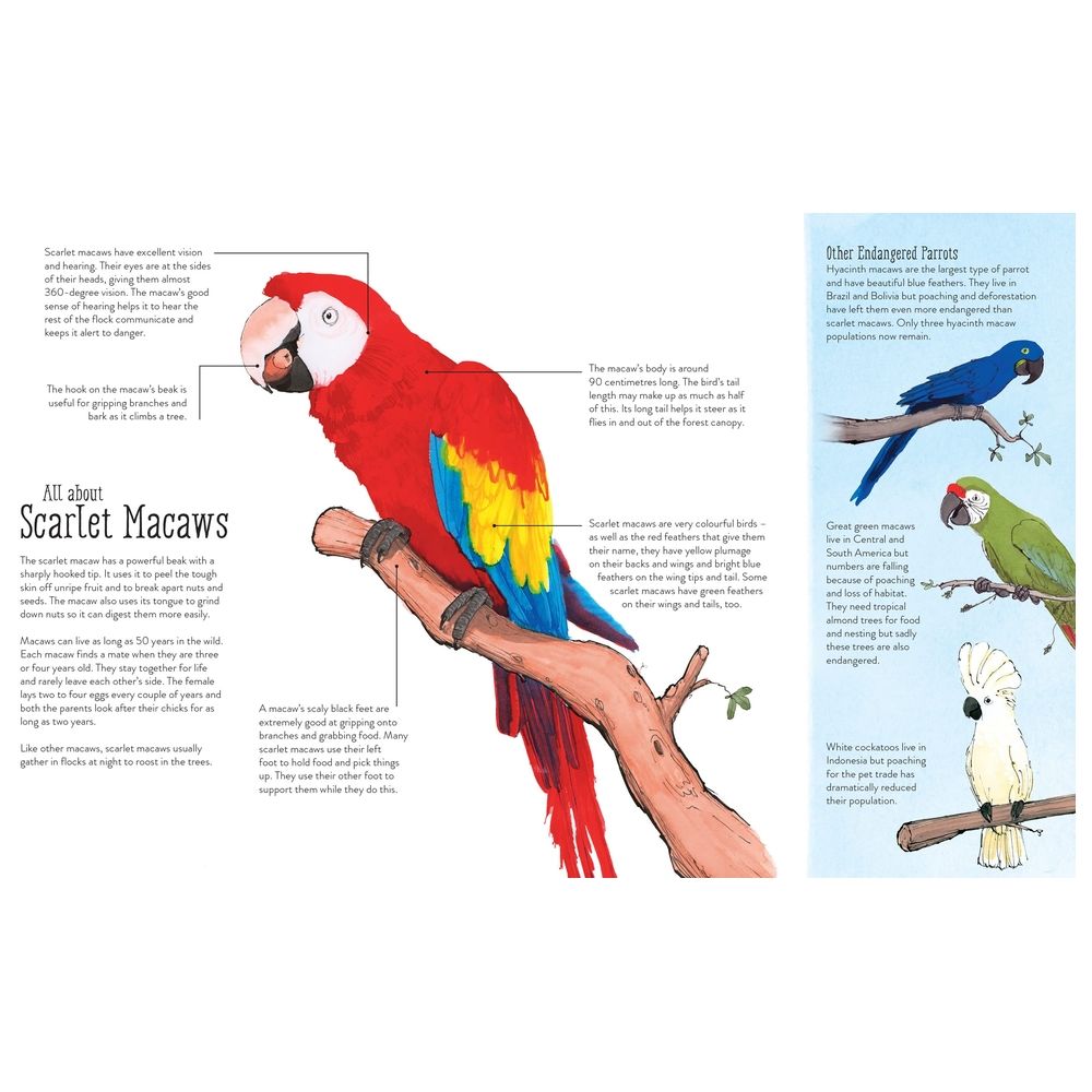  كتاب what the macaw saw