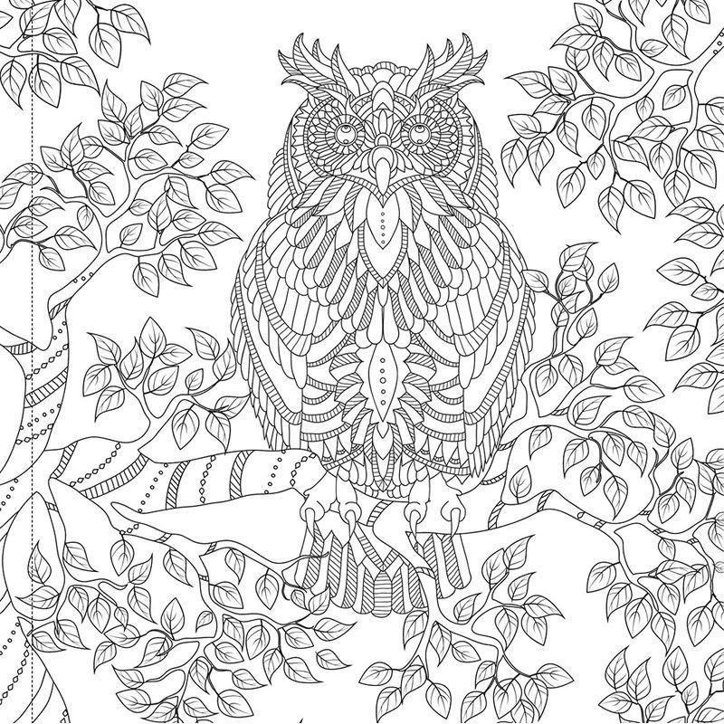 Majestic Animals: Colouring Book