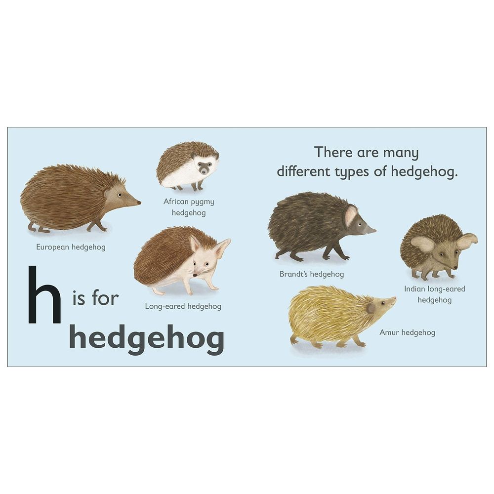 H Is For Hedgehog