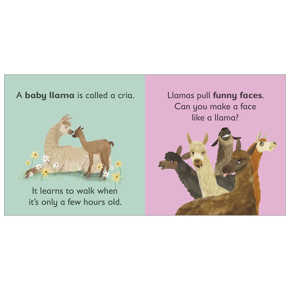 L Is For Llama