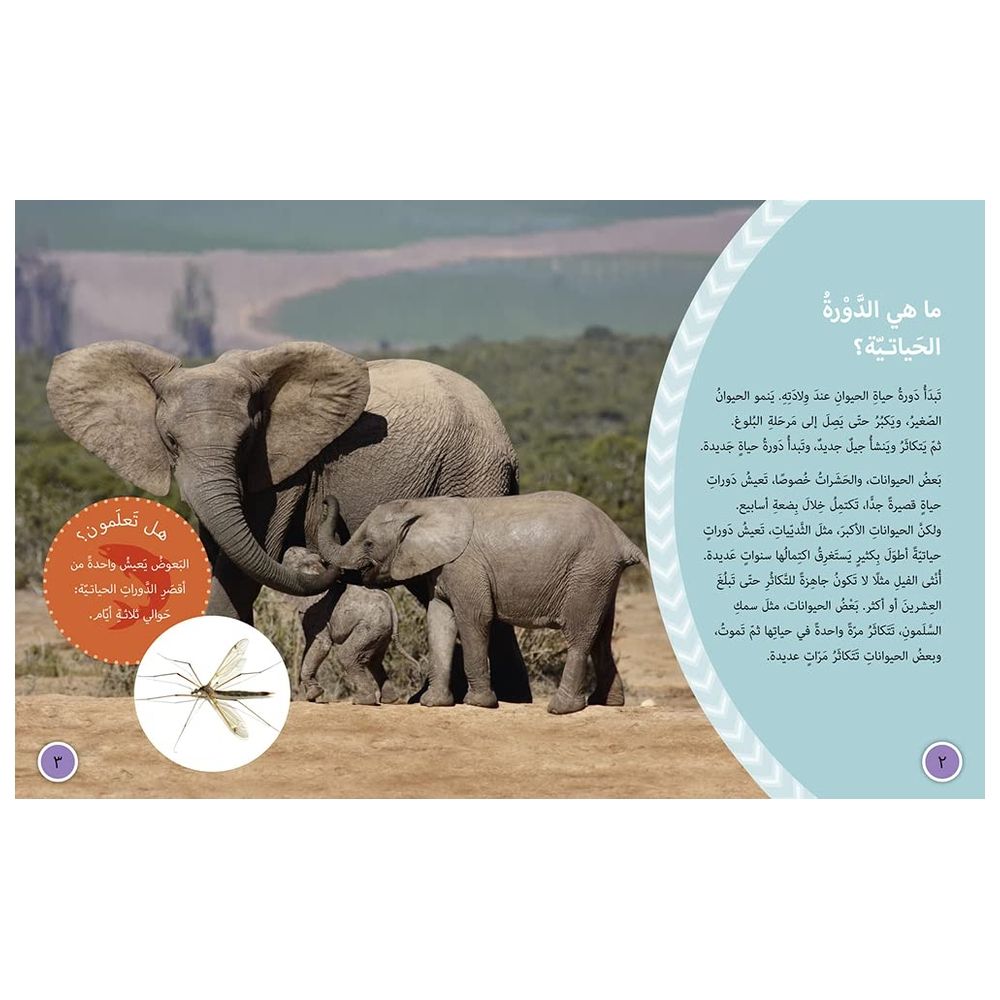 Life Cycles Level 15 Collins Big Cat Arabic Reading Programme