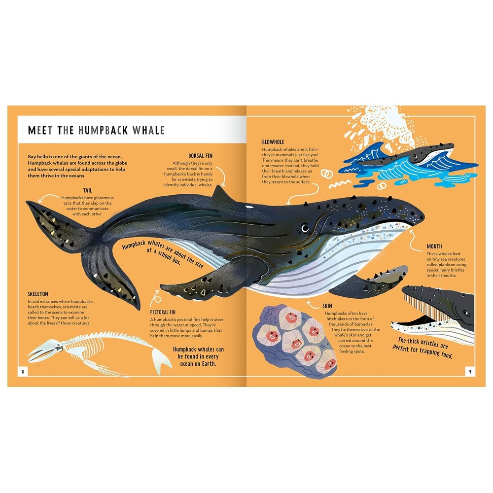 كتاب Humpback Whale (Young Zoologist): A First Field Guide To The Singing Giant Of The Ocean