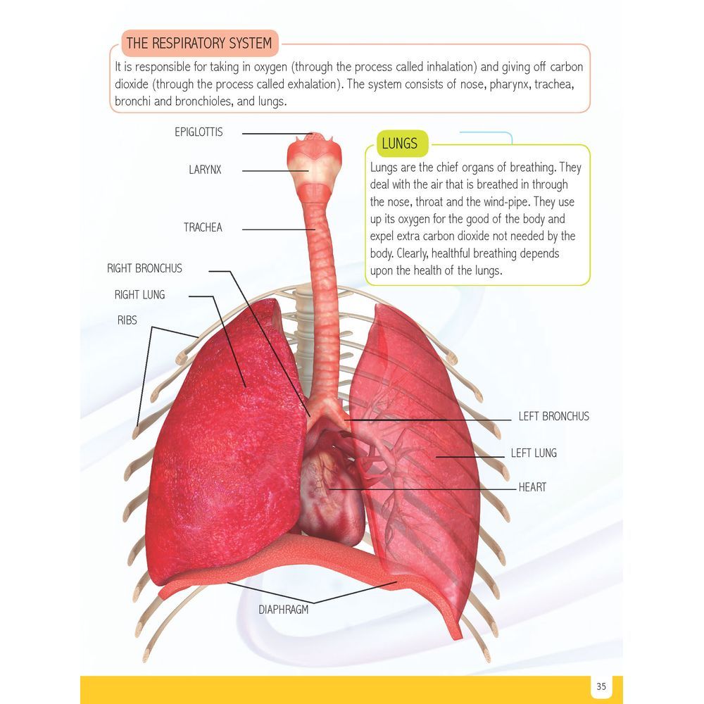 Human Body Minipedia