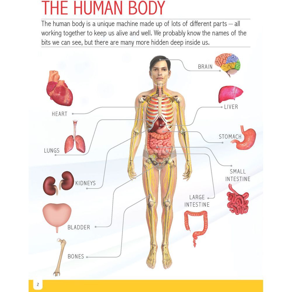 Human Body Minipedia