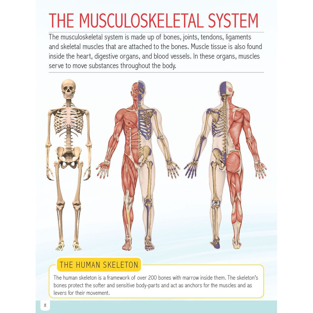 Human Body Minipedia