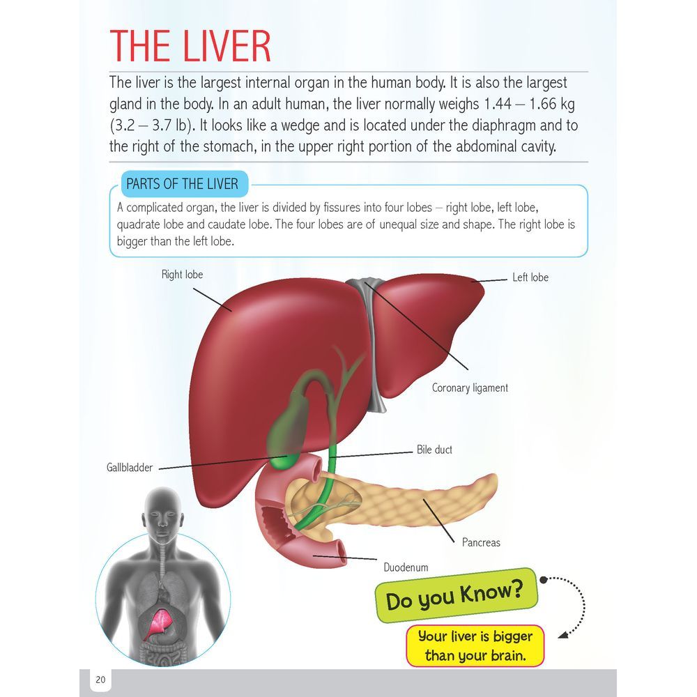 Human Body Minipedia