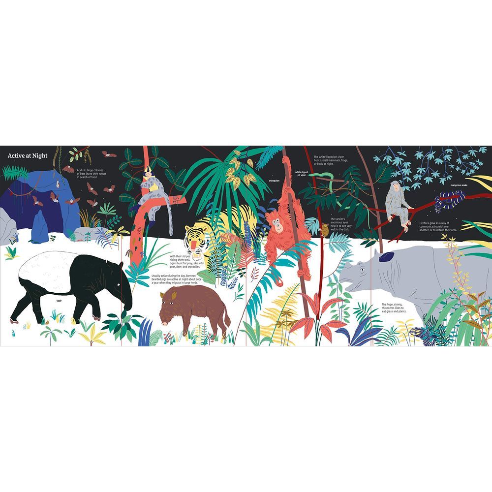 كتاب Ultimate Spotlight: Rain Forest Animals