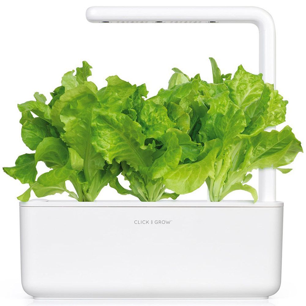 Click & Grow - Seeds - Green Lettuce