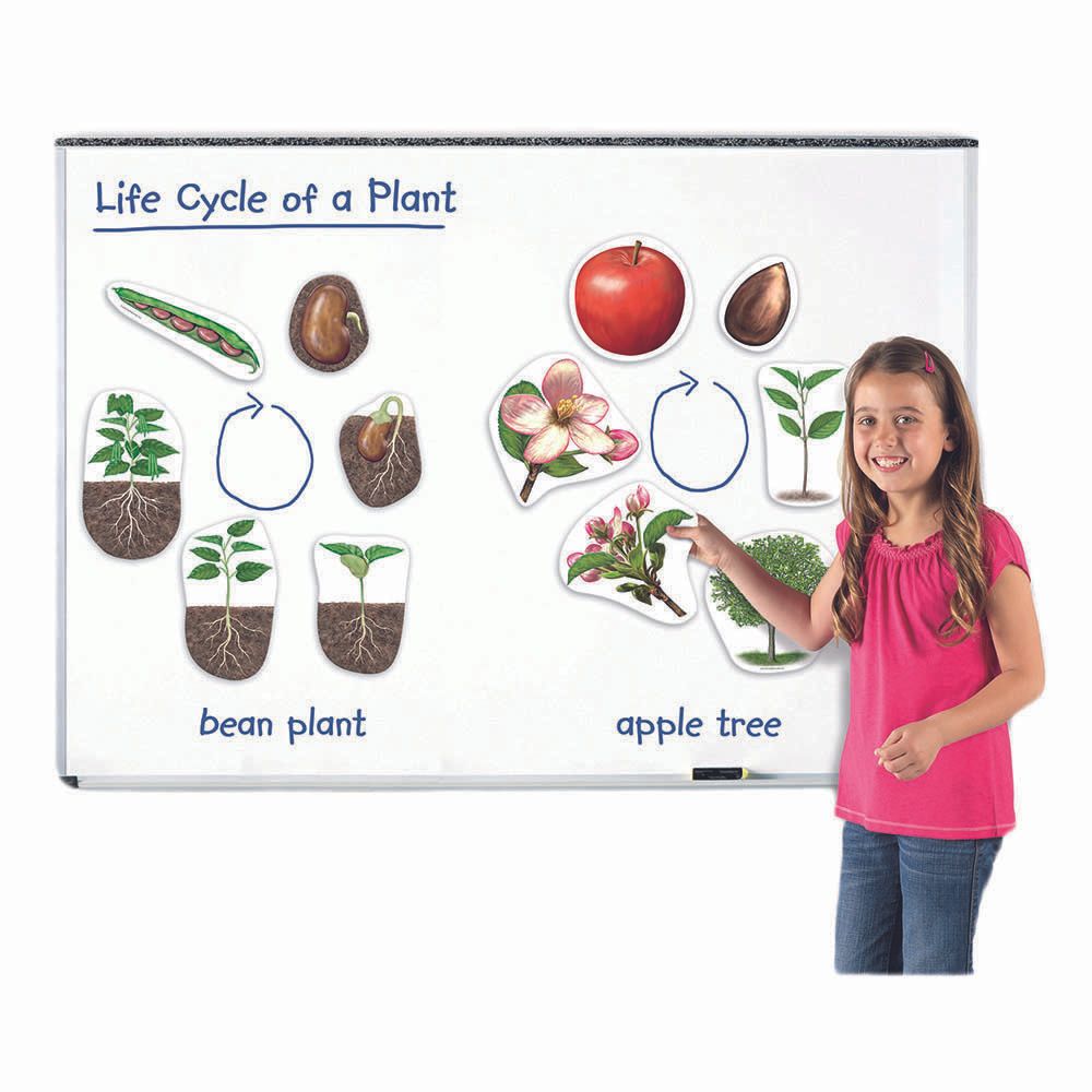 Learning Resources - Magnetic Plant Life Cycle