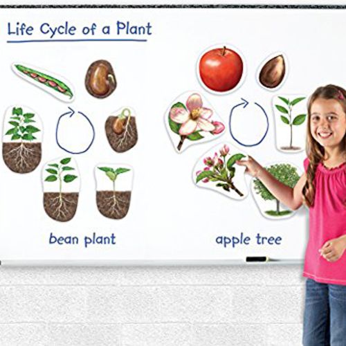 Learning Resources - Magnetic Plant Life Cycle