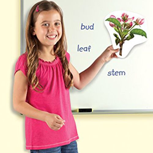 Learning Resources - Magnetic Plant Life Cycle