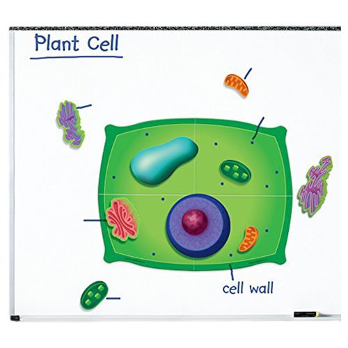 Learning Resources - Giant Magnetic Plant Cell