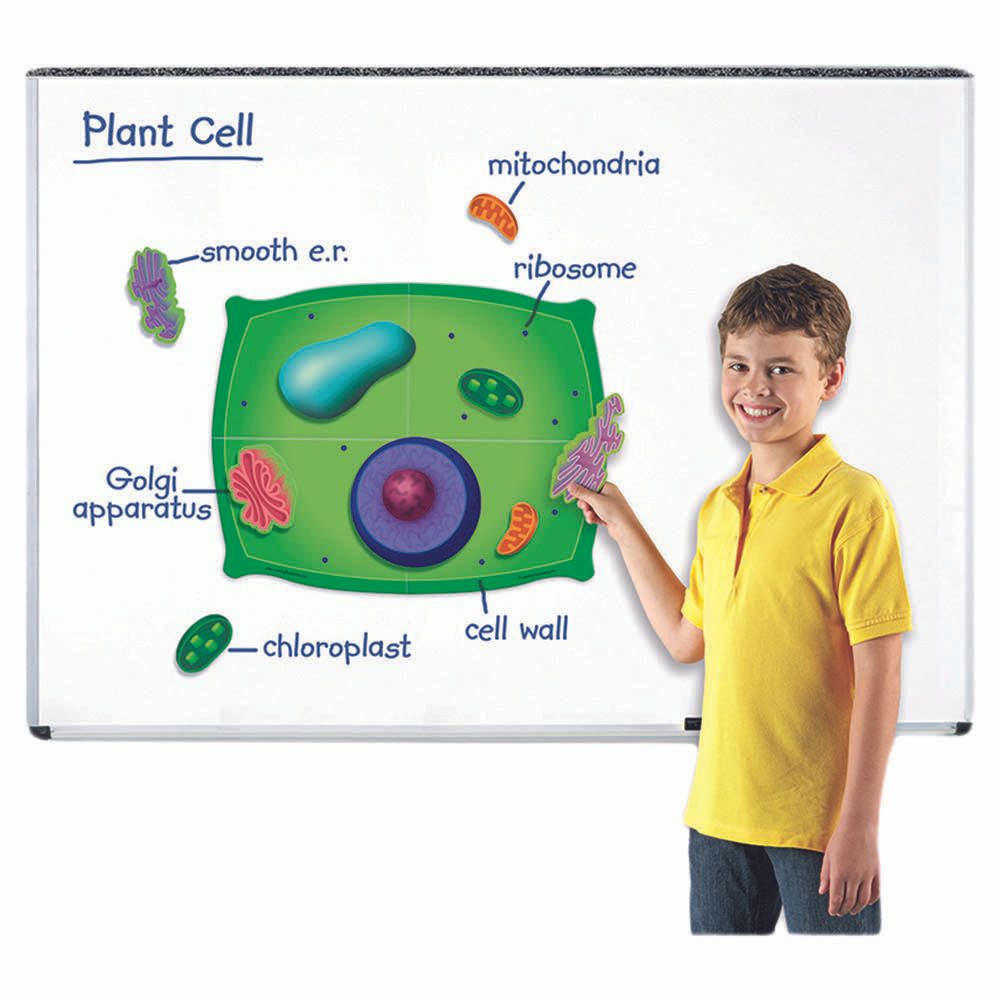 Learning Resources - Giant Magnetic Plant Cell