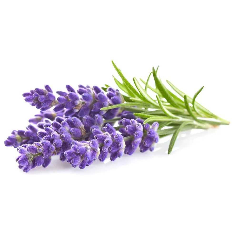 Click & Grow - Lavender Seeds Refill 3pcs