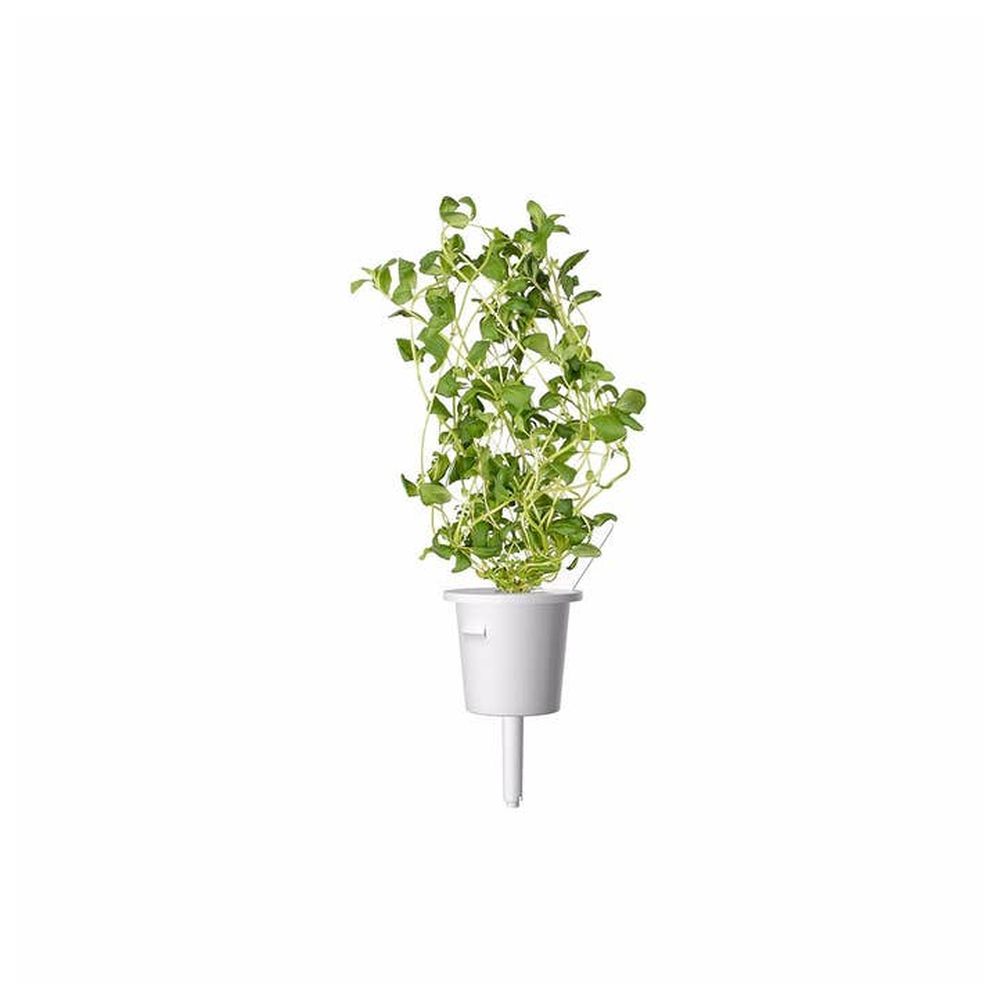 Click & Grow - Marjoram Refill 3pcs