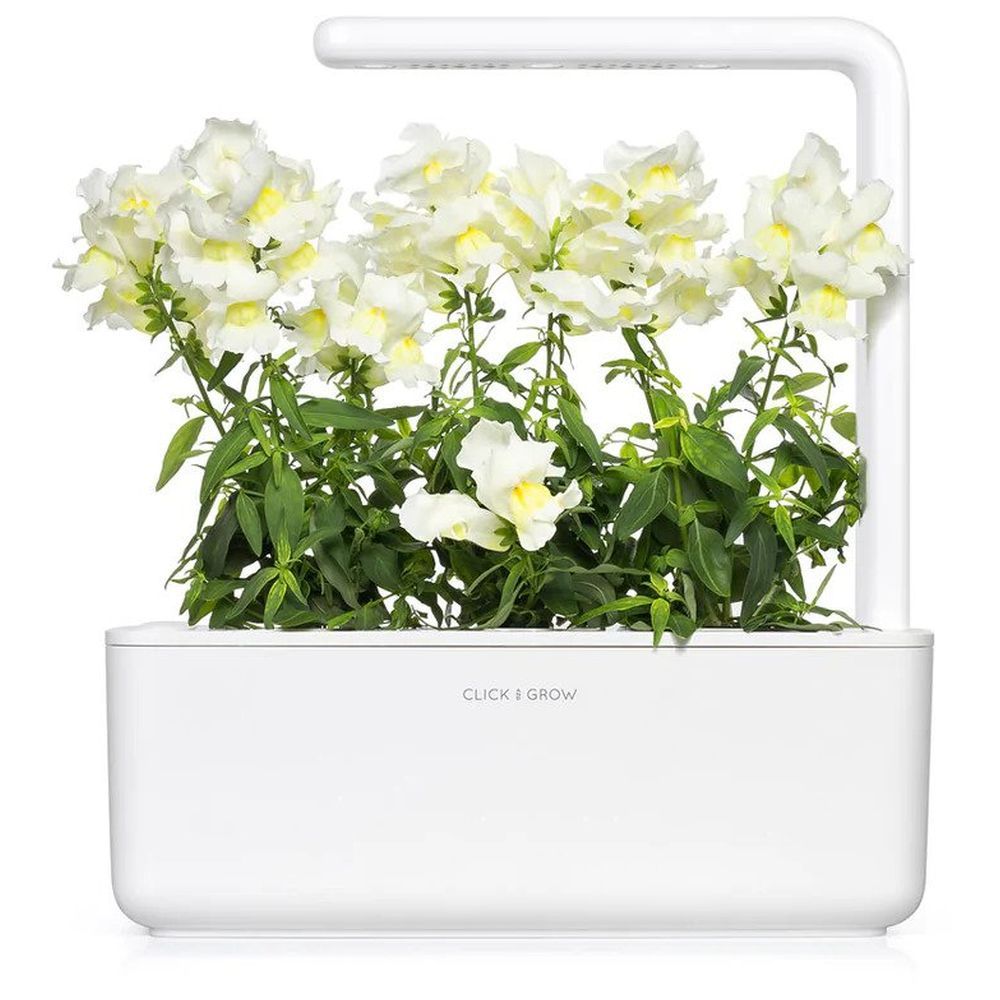 Click & Grow - White Snapdragon Refill 3pcs