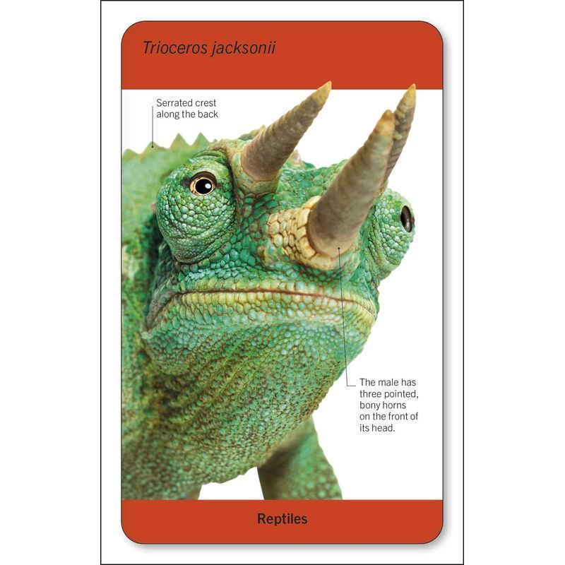 Our World In Pictures Animals Of The World Flash Cards