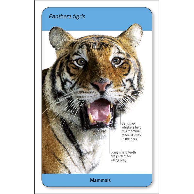 Our World In Pictures Animals Of The World Flash Cards