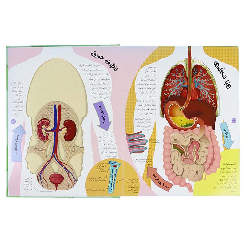 The Human Body From The Outside To The Inside