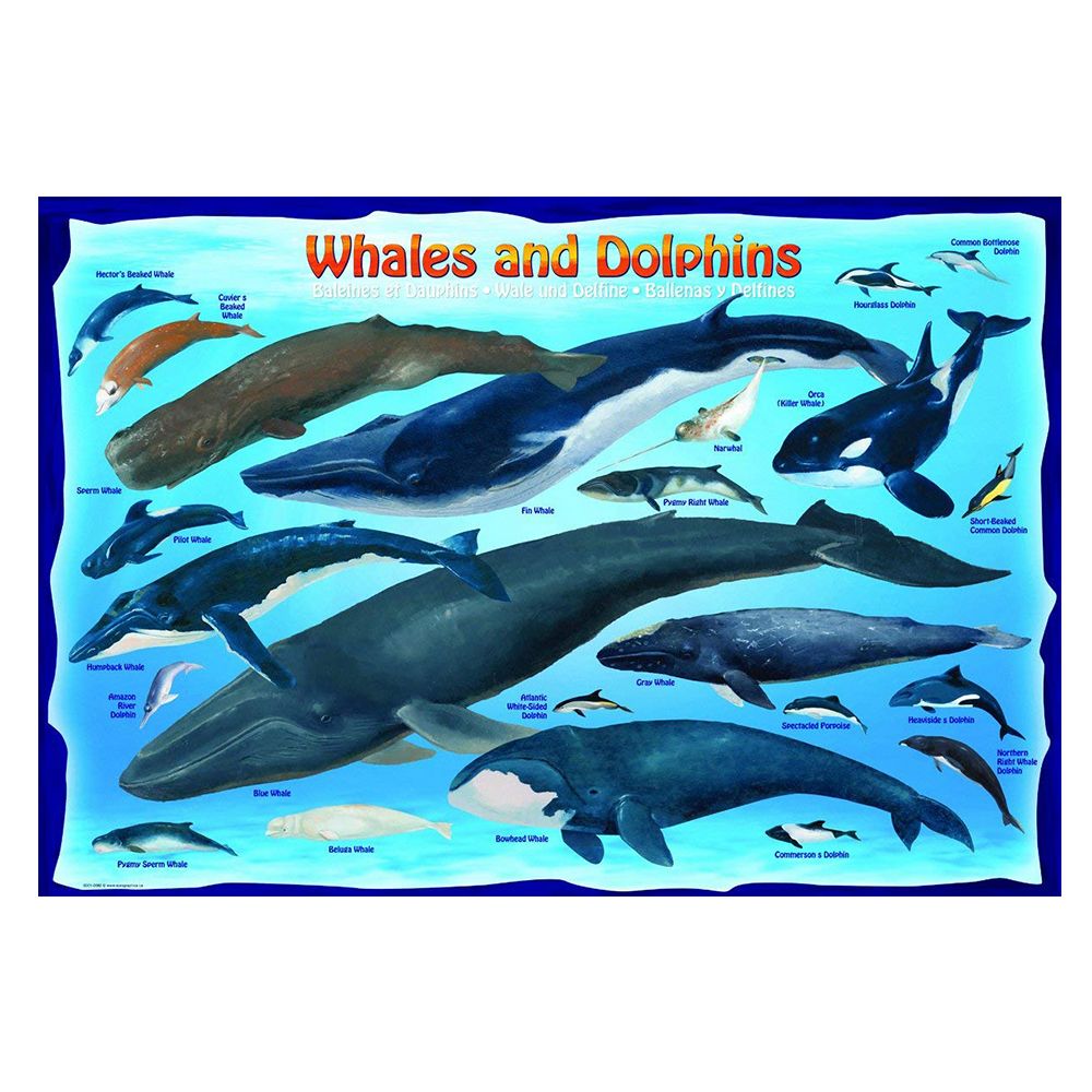 EuroGraphics Toys - Whales & Dolphins Puzzle