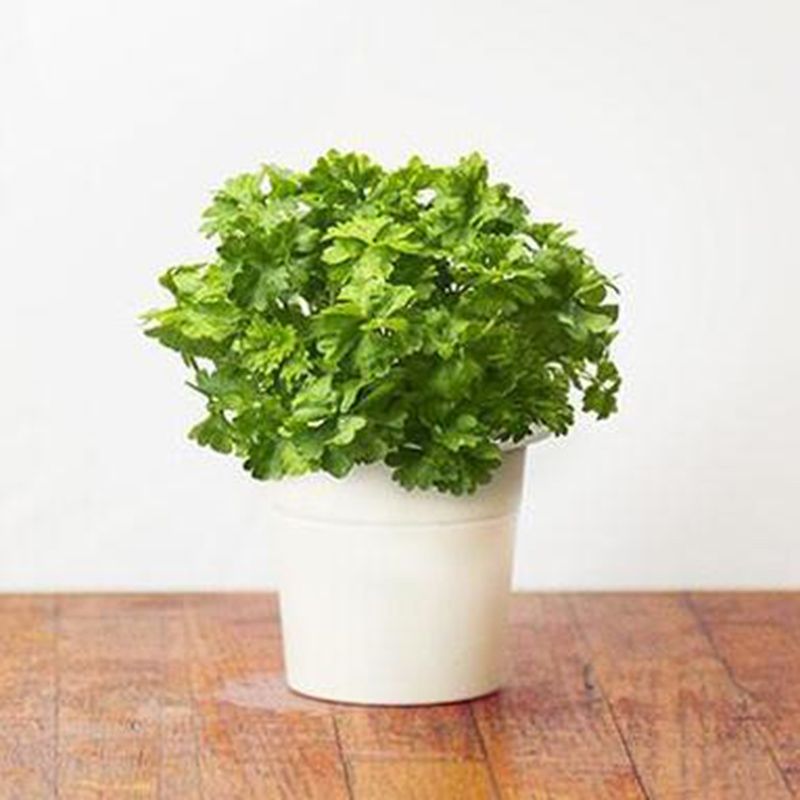 Click & Grow - Seeds - Parsley