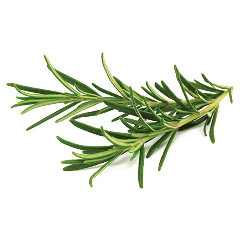 Click & Grow - Seeds - Rosemary