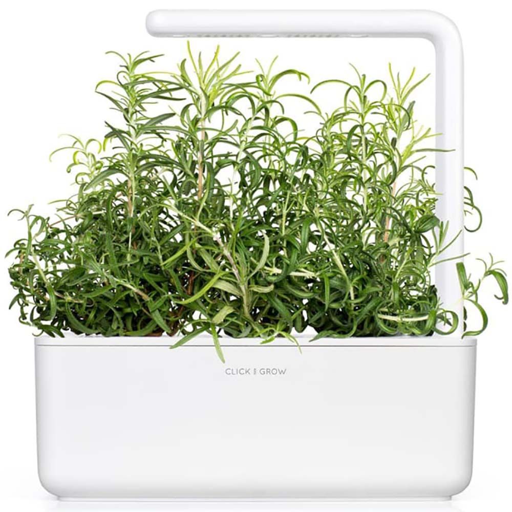 Click & Grow - Seeds - Rosemary