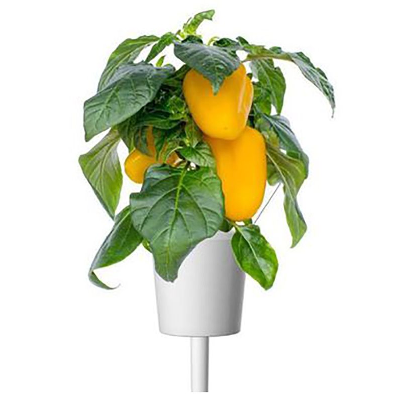 Click & Grow - Seeds - Yellow Sweet Pepper