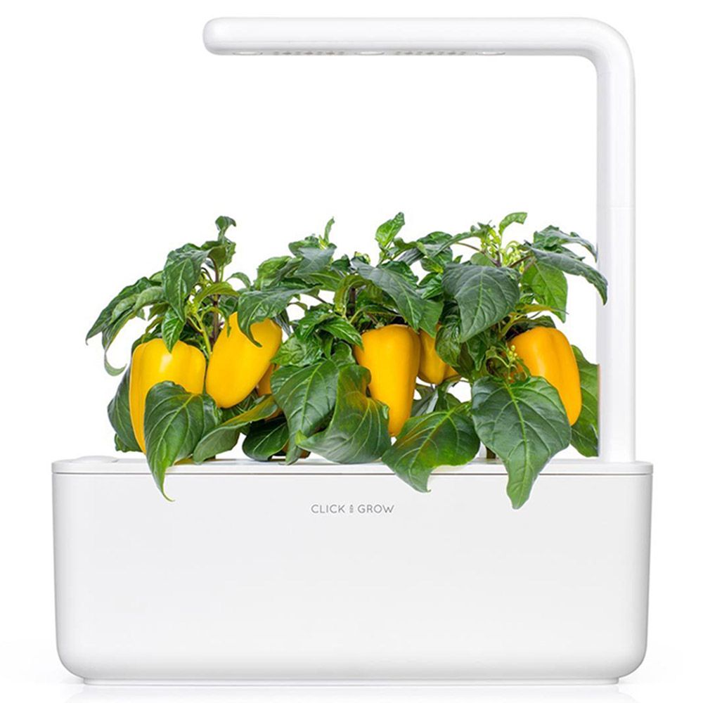 Click & Grow - Seeds - Yellow Sweet Pepper