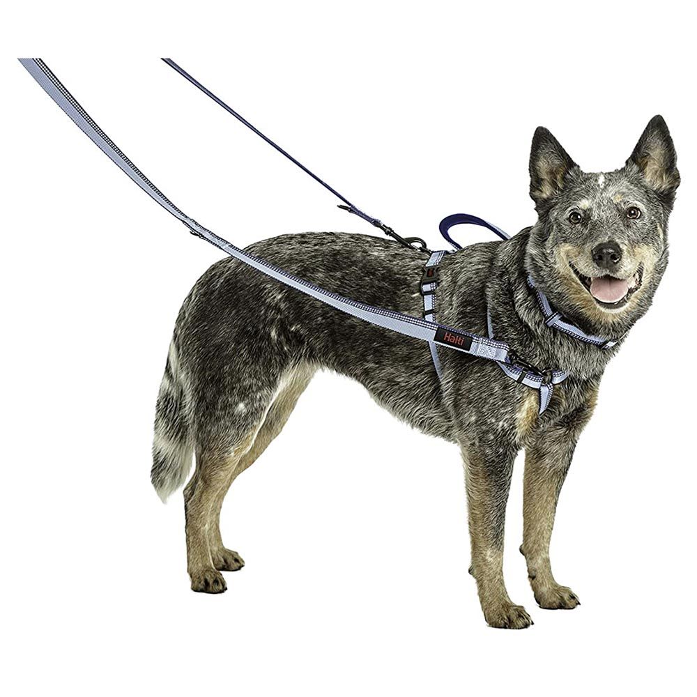 Company Of Animals - Halti Active Lead - Large - Red