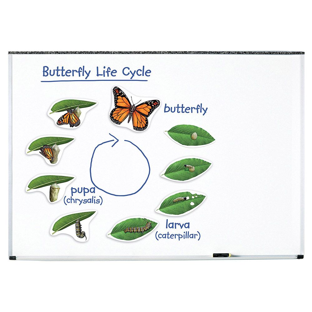 Learning Resources - Magnetic Butterfly Life Cycle