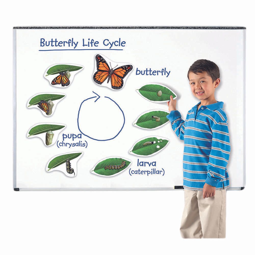 Learning Resources - Magnetic Butterfly Life Cycle