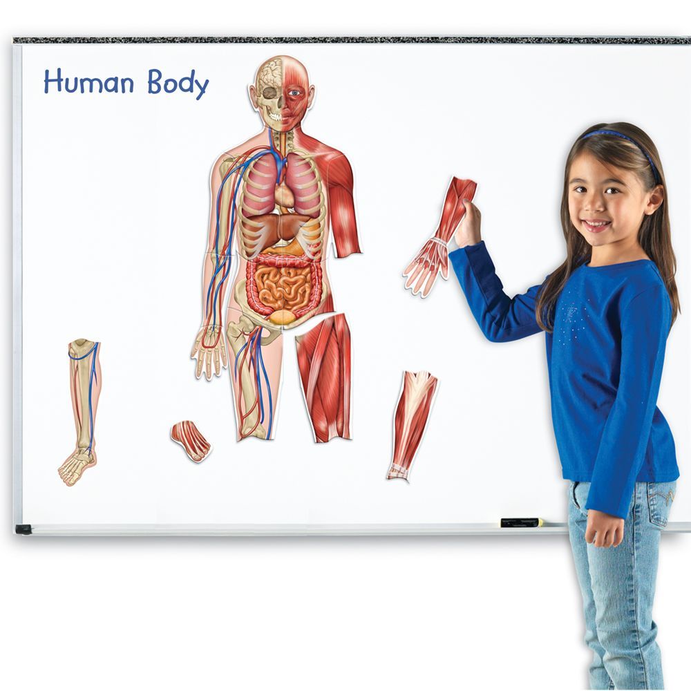 Learning Resources - Double-Sided Magnetic Human Body 3Ft - 17Pcs