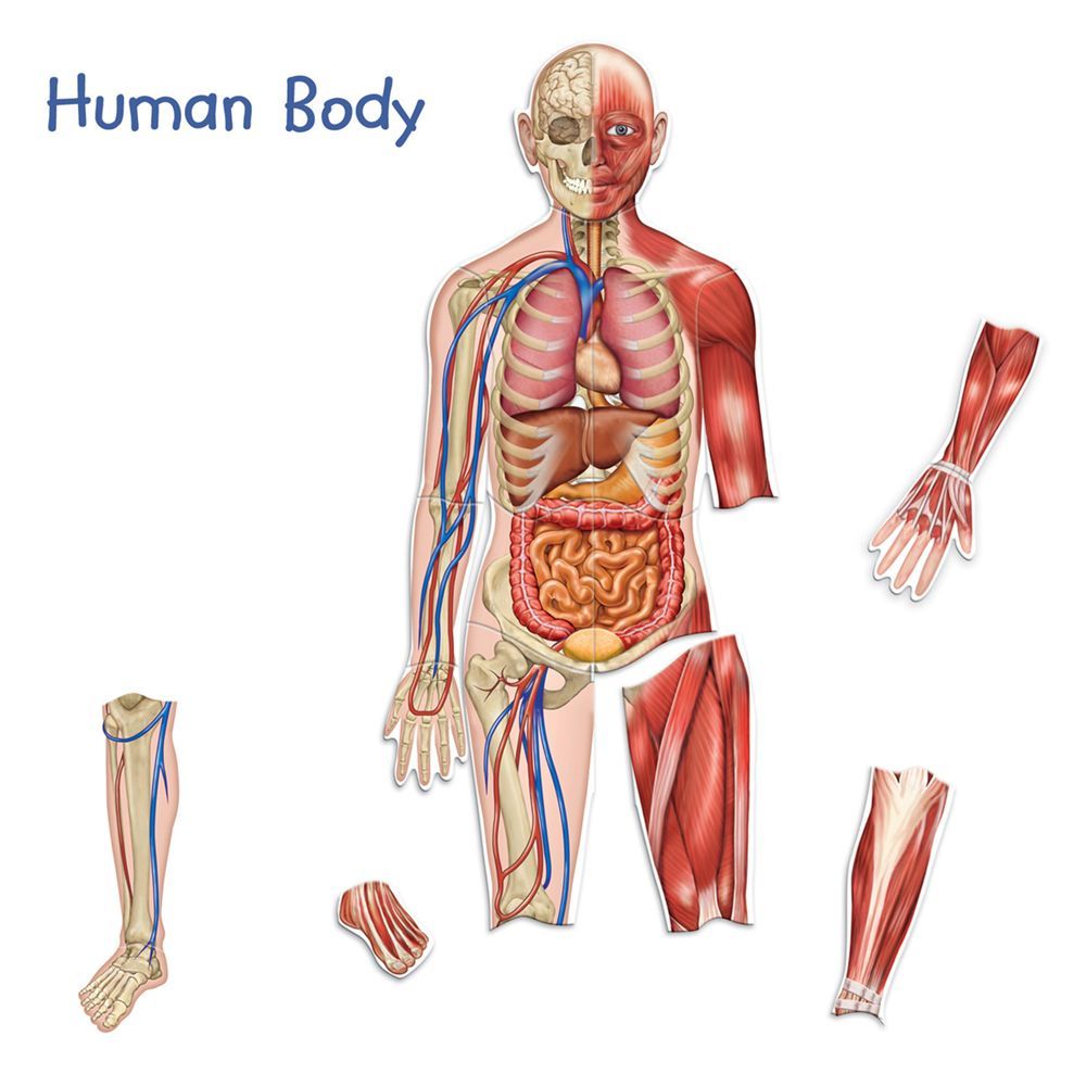 Learning Resources - Double-Sided Magnetic Human Body 3Ft - 17Pcs