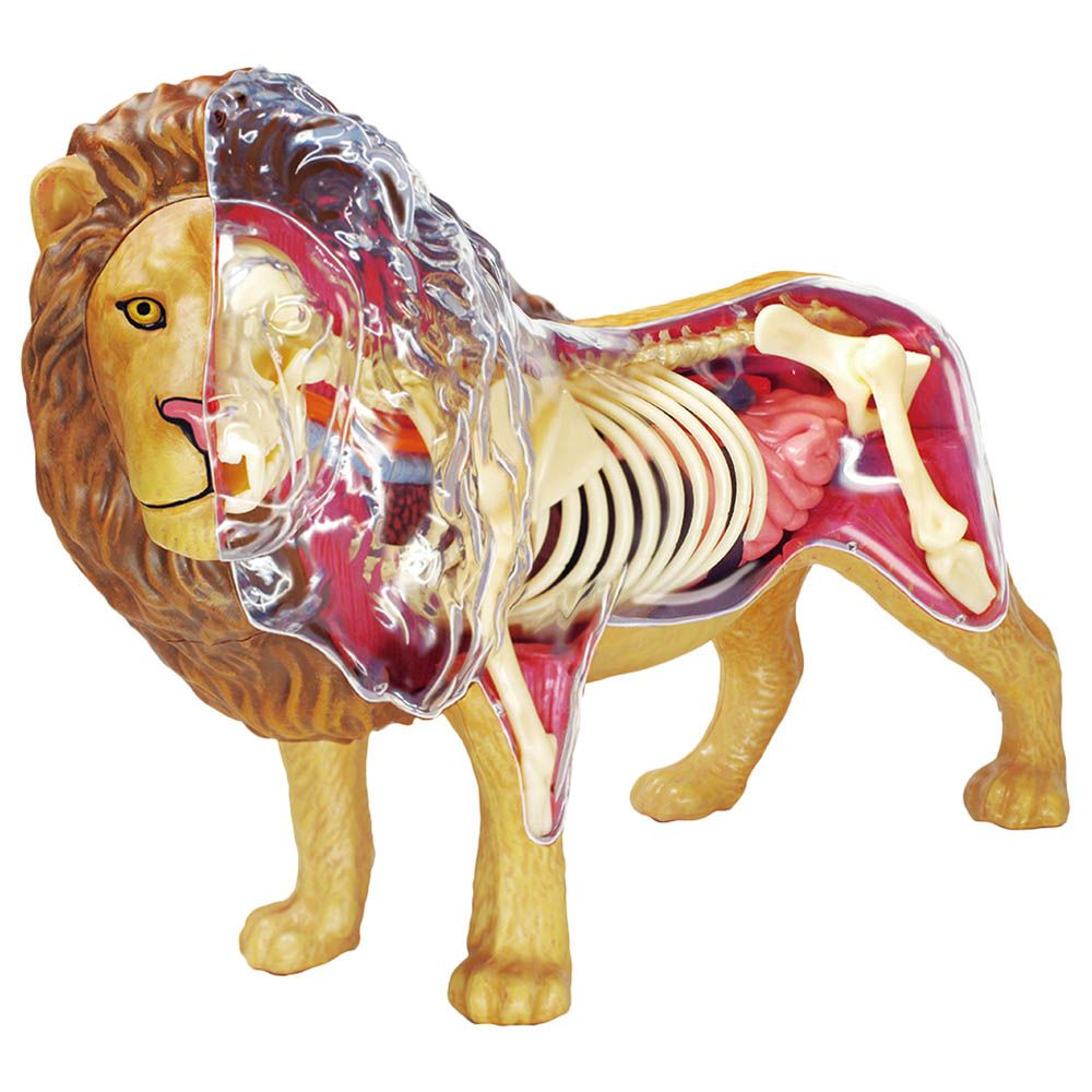 Chap Mei - 4D Lion Anatomy - Brown