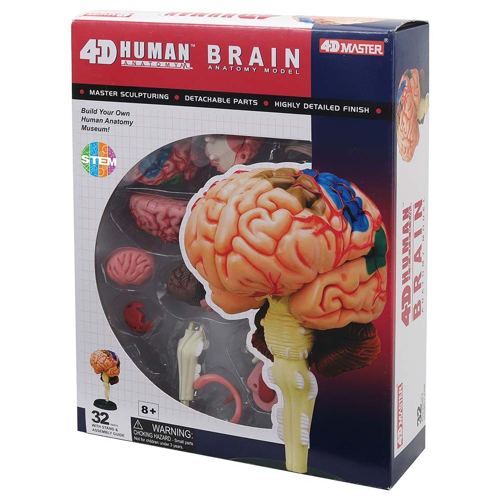 Chap Mei - 4D Human Anatomy Human Brain - Beige