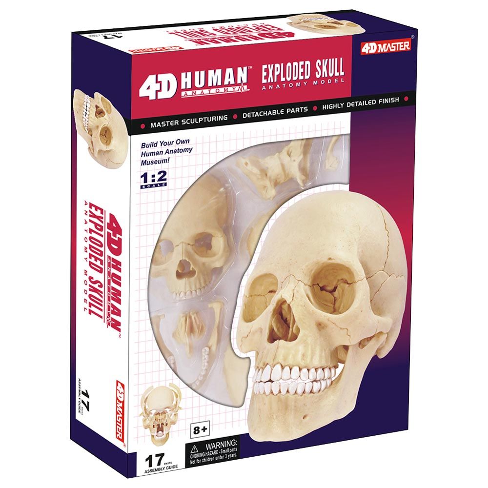 Chap Mei - Human Anatomy Skull Model - Ivory